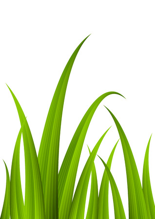 Green grass for Your designのイラスト素材