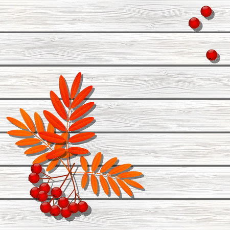 Rowan berries on wooden backgroundのイラスト素材