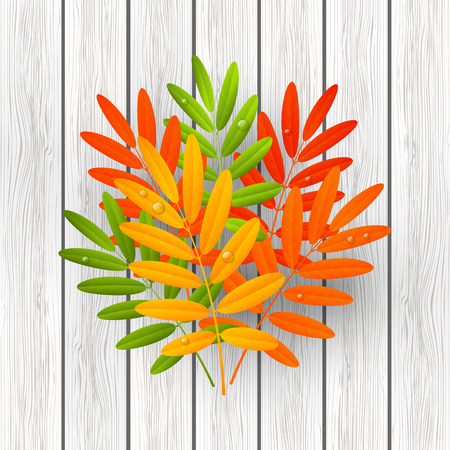 Autumn leaves bouquet on white wooden backgroundのイラスト素材