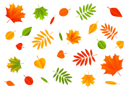 Autumn color leaves on white backgroundのイラスト素材