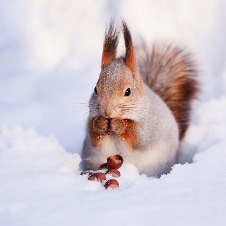 Squirrel eating nut on the snowの写真素材