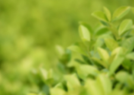 Blurred Green natural mesh backgroundのイラスト素材