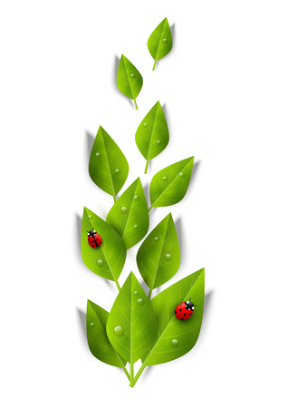 Green leaves with ladybugs and dropsのイラスト素材