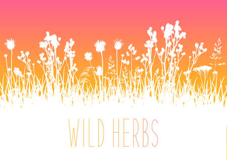 Wild herbs white silhouettes border - vector background for natural summer designのイラスト素材