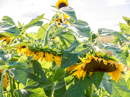 Hanging sun flower heads due to dryness. close upの写真素材