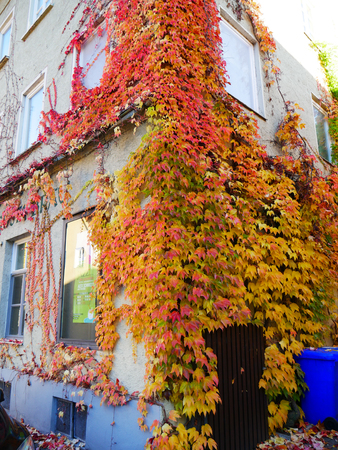 Colored autumn leaves on house fronts in the city. Augsburg Fuggereiの写真素材