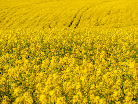 Full size colza field with tractor lines in the background.