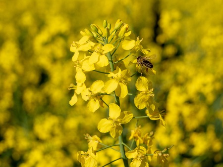 Honey bee collecting nectar and pollen from oilseed rape flower. close upの写真素材