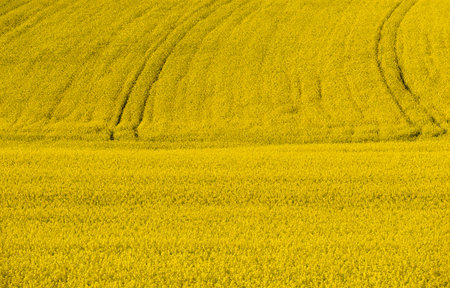 Full size colza field with tractor lines in the background.