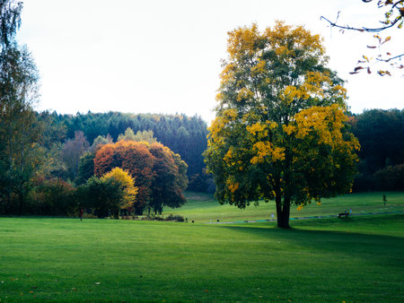 Autumn landscape with tree front with colorful leaves on green meadowの写真素材