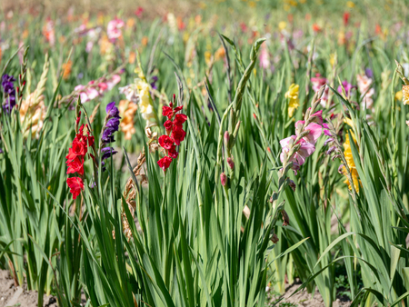 Big field of colorful gladiolas at a warm summer dayの写真素材