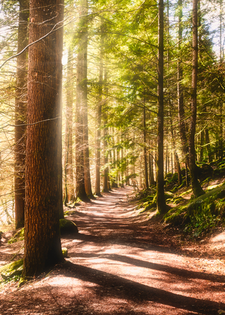 Sunny path in a forest during day time in autumnの写真素材