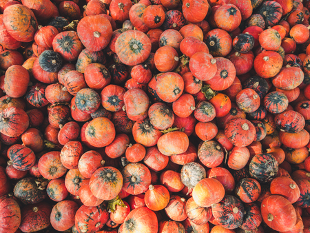 Top down view on a bunch of red hokkaido pumpkinsの写真素材