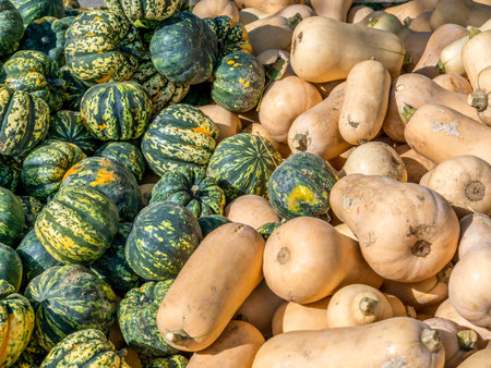 Top down view on bunch of microwave and butternut pumpkins