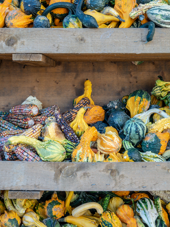 Image of little pumkins and colorful corn in a shelfの写真素材