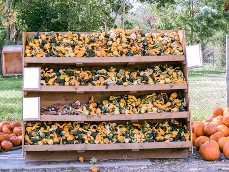 Image of little pumkins and colorful corn in a shelfの写真素材