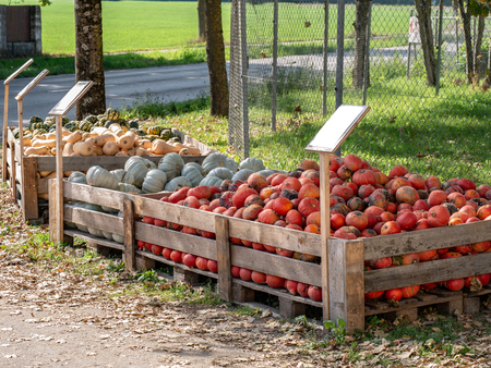 Image of wooden boxes with different colorful pumpkinsの写真素材