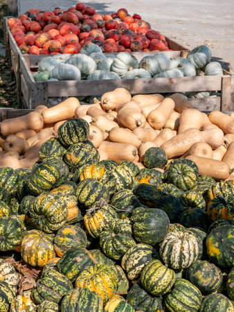 Image of wooden boxes with different colorful pumpkins