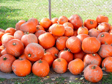 Image of a pile of dirty orange pumpkins close up