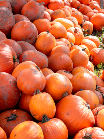 Image of a pile of dirty orange pumpkins close upの写真素材