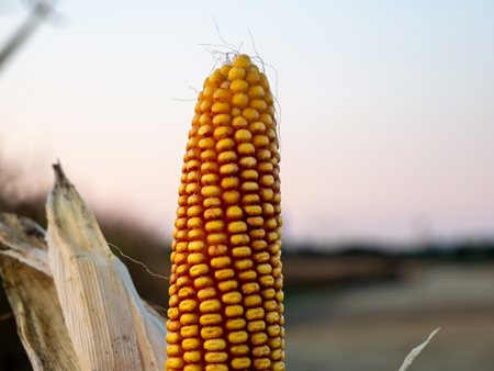 Close up image of yellow corncob in the natureの写真素材