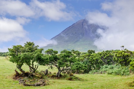 Image of trees below the big mountain of pico on the island of pico azoresの写真素材