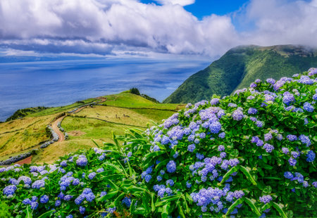 Image of beautiful landscape with colorful hydrangeas and a path leading to the atlantic on the...