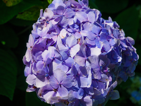 Image of beautiful blooming hydrangea in the nature of Azores Portufal Europeの写真素材