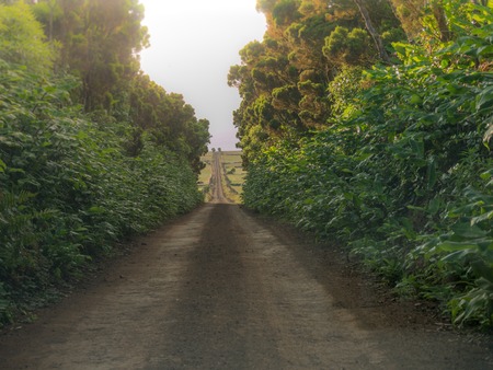 a track across the fields leading to a vanishing point in the image center on the island of Azores Portugal Europeの写真素材