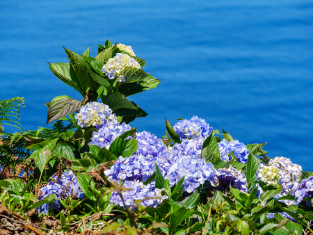 Image of beautiful blooming hydrangea in the nature of Azores Portufal Europeの写真素材