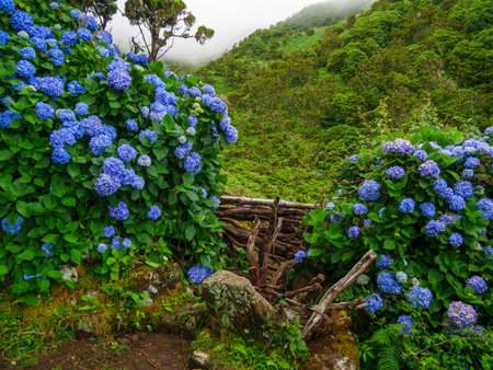 Image of beautiful blooming hydrangea in the nature of Azores Portufal Europe