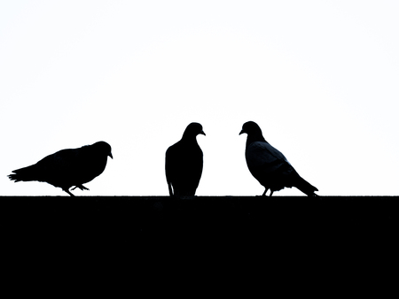 Image of silhouettes from doves with white backgroundの写真素材