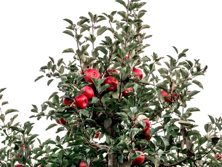 Image of apple plantation with ripe applesの写真素材