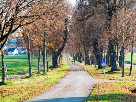 Image of autumn avenue with leaves and sun shineの写真素材