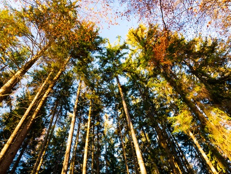 Image of bottom up view along trees with colorful leaves in autumnの写真素材
