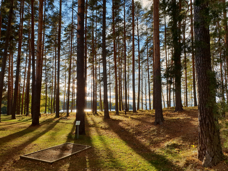 Image of mystic sun shine in the forest with shadows of trees during morning hoursの写真素材