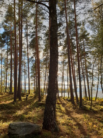 Image of mystic sun shine in the forest with shadows of trees during morning hoursの写真素材