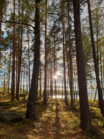 Image of mystic sun shine in the forest with shadows of trees during morning hoursの写真素材