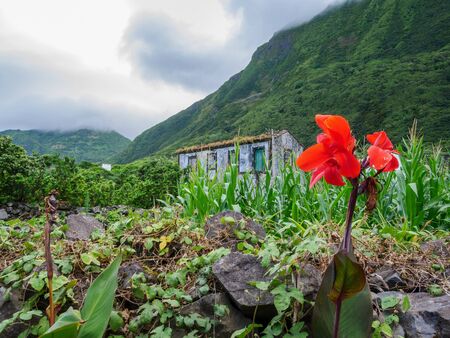 Image of beautiful red flowers with house and foggy forest mountain in the background. Azores Portugalの写真素材