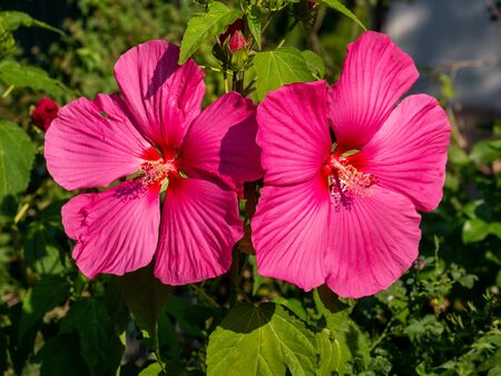 Close-up image of a pink hibiscus flowerの写真素材