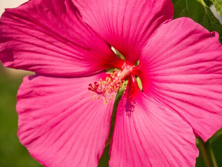 Close-up image of a pink hibiscus flowerの写真素材