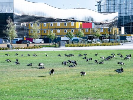 Image of barnacle goose on a green meadowの写真素材