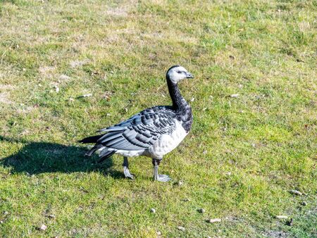 Image of barnacle goose on a green meadowの写真素材