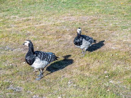 Image of barnacle goose on a green meadowの写真素材