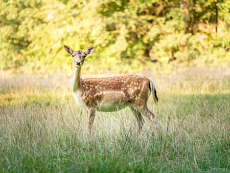 Image of deer standing on field and looking at the cameraの写真素材