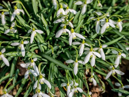 Image of the first, fresh blooming snowdrops of the seasonの写真素材