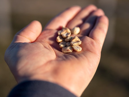 Close-up image of roasted peanuts in mans hand. blurry background