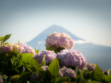 Image of beautiful blooming hydrangeas in the natureの写真素材