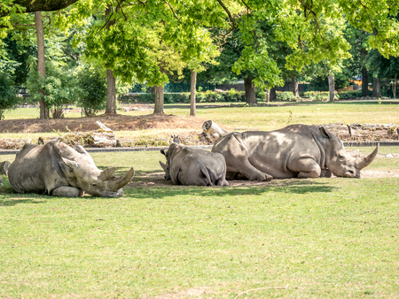 Image of three white rhiniceros in a zoo that lie in the shadow of trees and sleepの写真素材