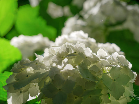 Image of beautiful blooming hydrangea in the nature of Azores Portufal Europe